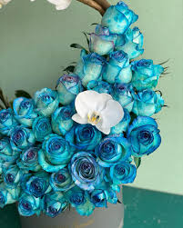 تصویر 1 از رز هلندی آبی مناسب تزیین